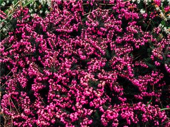[145358] Erica carnea Vivellii  XTRA Pot C2Litres  - Bruyère d´hiver rouge