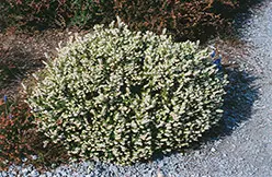 [102477] Erica darlyensis White Perfection XL Pot C1.5 - bruyère hiver blanche