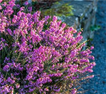 [106186] Erica carnea Pink Spangles XTRA Pot C2Litres  - Bruyère d´hiver rose