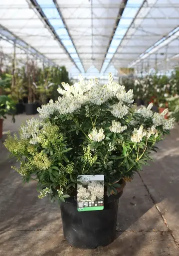 [102290] Pieris japonica Debutante 40 50 Pot C10