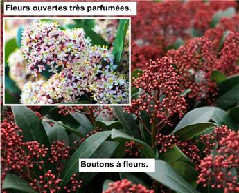 [109747] Skimmia japonica Rubella Pot P10 cm** Bien ramifiée **