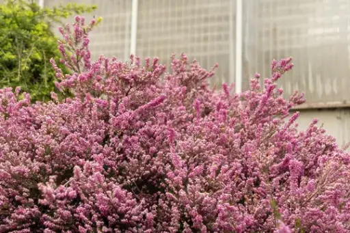 [108366] Erica darleyensis Darley Dale XL Pot p17 -  Bruyère hiver rose lilas