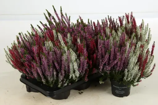 [143980] Calluna vulgaris twin ou trio P15 cal5