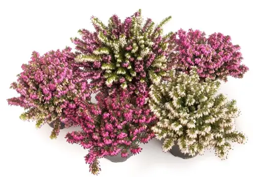 [108365] Erica darleyensis Mix. variés Pot P15 * Bruyère d'hiver **