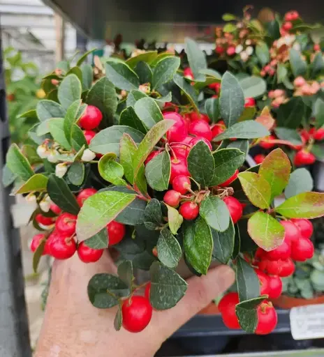 [103542] Gaultheria procumbens Pot P10 cm