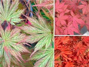 [145353] Acer palmatum Ariadne 125 150 cm Pot C20Litres ** RARE. Erable du Japon **