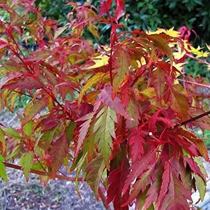 [133043] Acer palmatum Beni Hagoromo 125 150 Motte ** Variété rare. Erable du Japon **