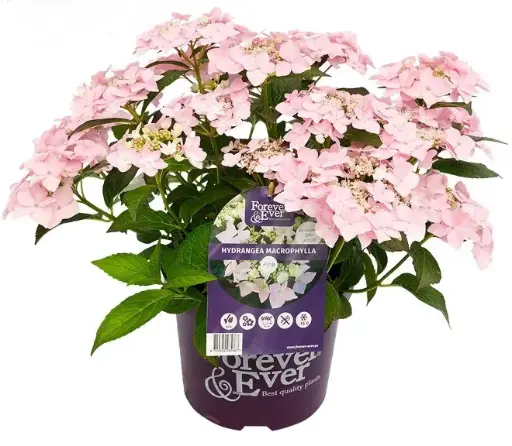 [112308] Hydrangea macrophylla Forever and Ever Teller Pink Pot P23 - C5L ** Hortensia **