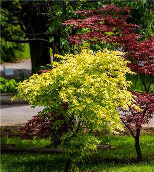 [104736] Acer palmatum Summergold Pot C15 125+