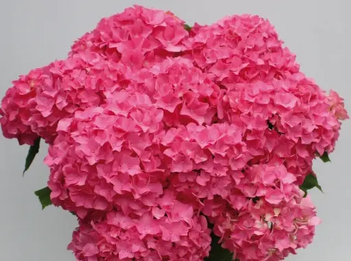 [135730] Hydrangea macrophylla Flair & Flavours® Sweet Cup Cake Pot C5L ** Hortensia **