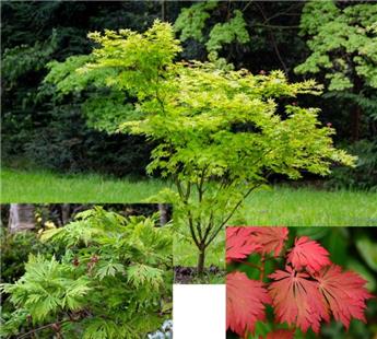 [124164] Acer japonicum Aconitifolium 100 125 Pot C15 ** Erable du Japon **