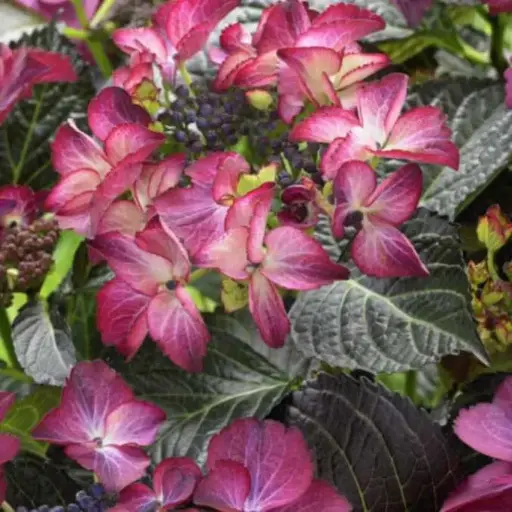 [130666] Hydrangea macrophylla Teller Black Diamond Dark Angel P23