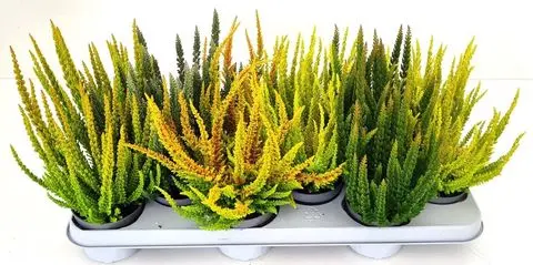 [107436] Calluna vulgaris Skyline Beauty Ladies Pot P11 ** Bruyère d´été-automne**