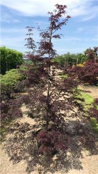 [133052] Acer palmatum Fire Cracker 80 100 Pot C10
