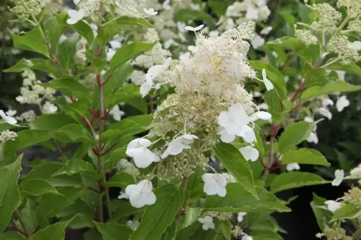 [115382] Hydrangea paniculata Kyushu Tige +/- 130 cm Pot C10