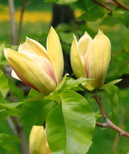 [133557] Magnolia Sunsation Mini Tige Pot C7.5Litres