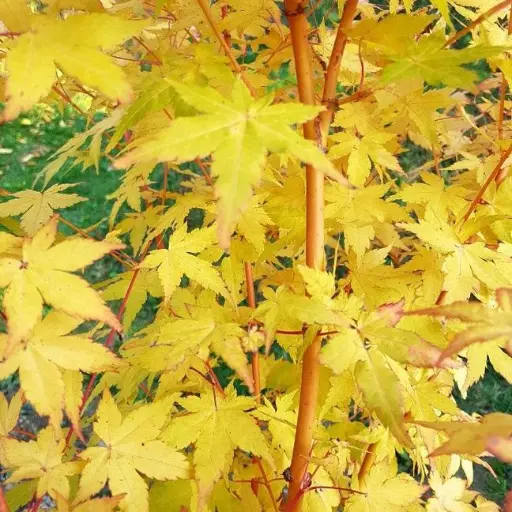 [117394] Acer palmatum Bi-Hoo 125 150 Pot P30 ** Erable du Japon **