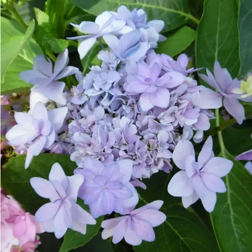 [112311] Hydrangea macrophylla You and Me Romance Blue Pot P23 - C5L