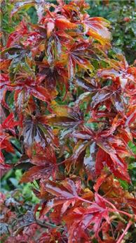 [137932] Acer Palmatum Shishigashira 80 100 Pot C5Litres
