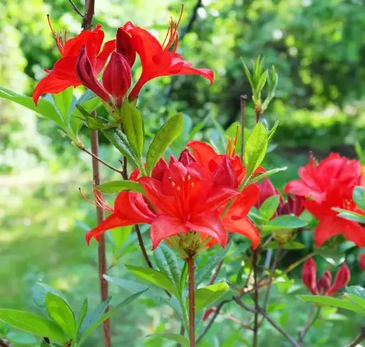 [138996] Azalea knaphill Nabucco 80 100 cm Pot C18L ** Parfumée **