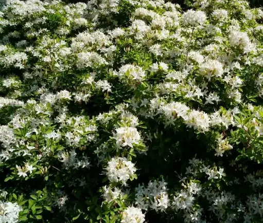 [133279] Azalea viscosa 125 150 cm ** Parfumée **