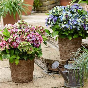 [143705] Hydrangea macrophylla Lady Mata Hari Pink Pot P23 - C5Litres