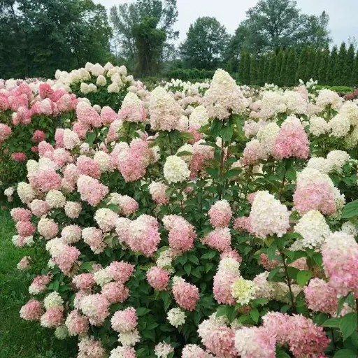 [114253] Hydrangea paniculata Little Lime Pot C3.5L