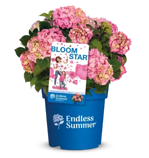 [133596] Hydrangea macrophylla Endless Summer Bloomstar Rose Pot P29 - C12L ** Hortensia **