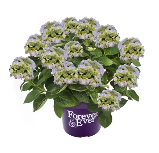 [112309] Hydrangea macrophylla Forever and Ever Teller Blue Pot P23 - C5L ** Hortensia **