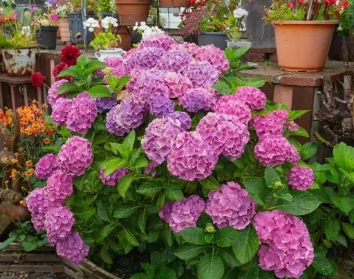 [145093] Hydrangea macrophylla Bouquet Rose Pot C25Litres XXL ** Hortensia **