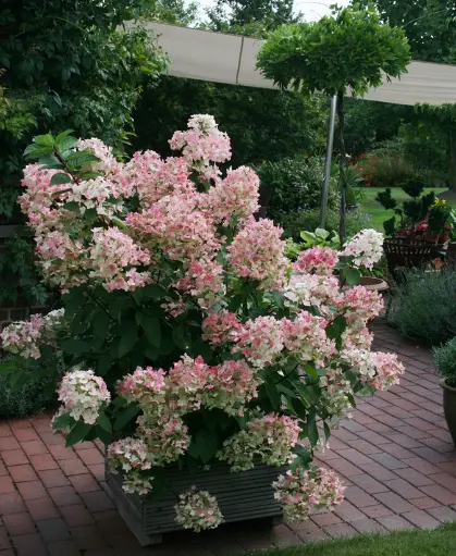 [115384] Hydrangea paniculata Pinky Winky / tige 90 cm Pot C12Litres