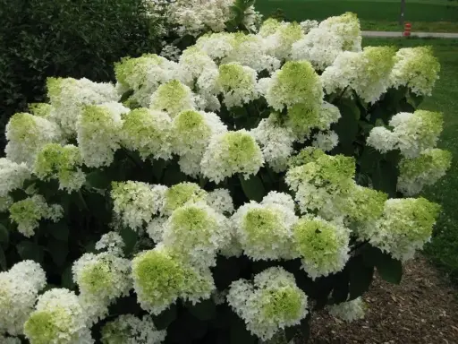[143775] Hydrangea paniculata Polar Bear / tige 90 cm Pot C12Litres