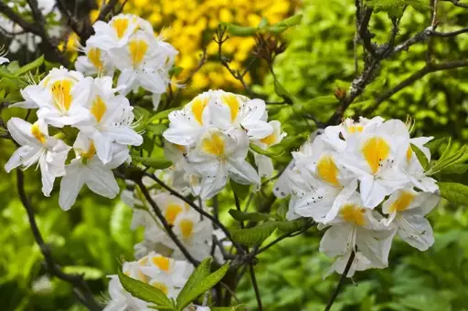 [123220] Azalea knaphill Persil 50 60 cm Pot C5