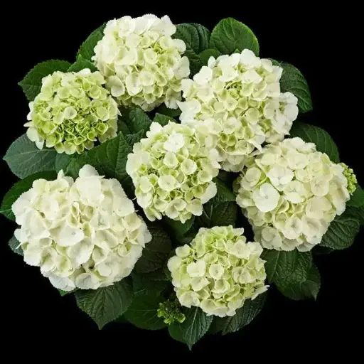[143332] Hydrangea macrophylla Ice Girl White Pot P26 cm ** Hortensia **