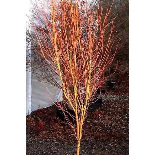 [129435] Acer palmatum Bi-Hoo 80 100 Pot C7