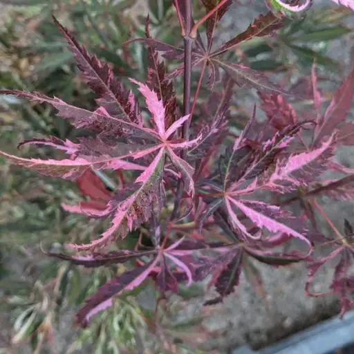 [119450] Acer palmatum Extravaganza Pot C15 Litres ** Erable du Japon **