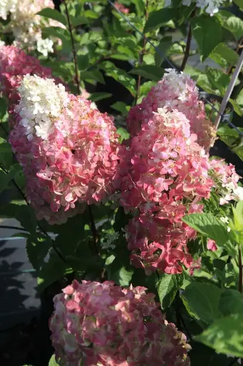 [139348] Hydrangea paniculata Fraise Melba Pot C3.6Litres