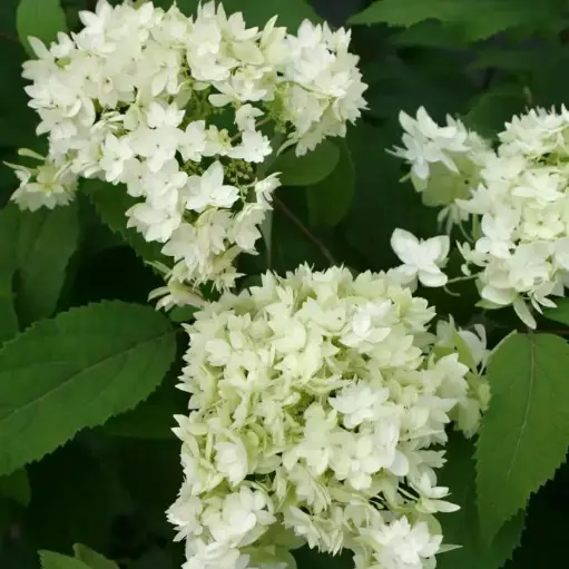 [119413] Hydrangea mac Hovaria® Hayes Starburst P19