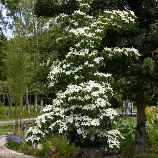 [106425] Cornus kousa chinensis National 150 175 Pot C45L