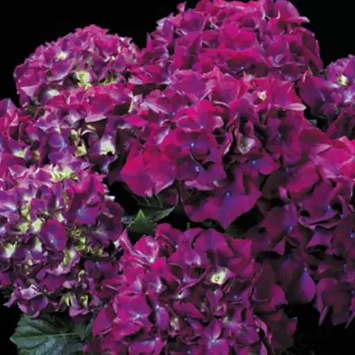 [141992] Hydrangea macrophylla Rodeo Pot P30