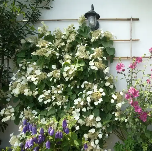 [141646] Hydrangea fauriei Angel Wings ( Schizophragma ) Pot C7Litres