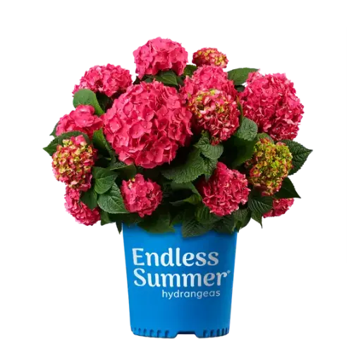 [139783] Hydrangea macrophylla Endless Summer Love Red Pot P29 - C12L ** Hortensia **