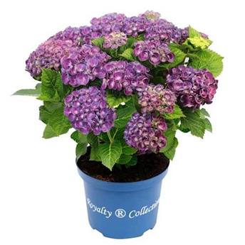 [145064] Hydrangea macrophylla Curly Wurlys Rosie Purple Pot C5Litres