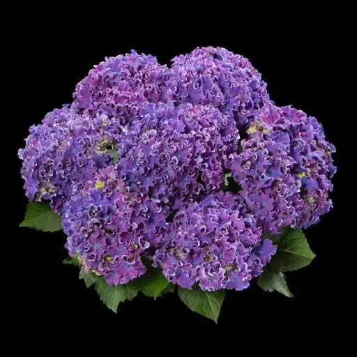 [145064] Hydrangea macrophylla Curly Wurlys Sparkles Purple Pot C5Litres