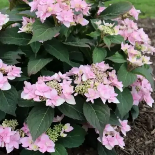 [144869] Hydrangea macrophylla Pink Sweethearts Flair & Flavours Pot C5L