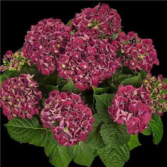 [145061] Hydrangea macrophylla Curly Wurlys Purple Pot C5Litres