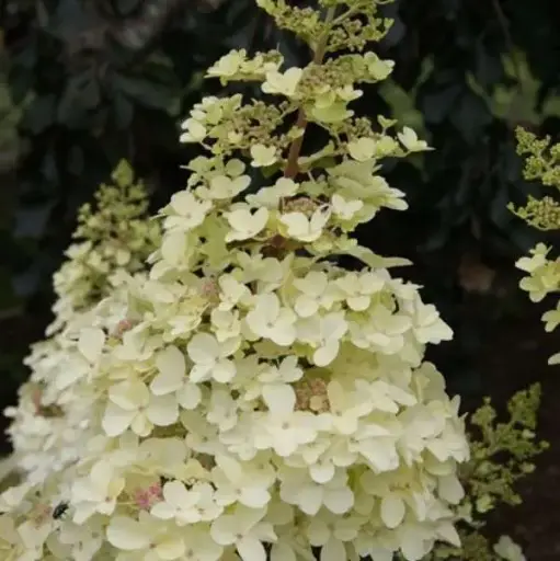 [141964] Hydrangea paniculata Petite Lanterne Pot C3Litres