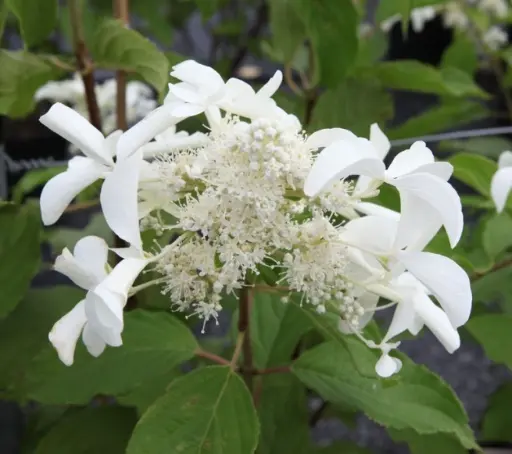 [126610] Hydrangea paniculata Great Star® Pot C3.6Litres