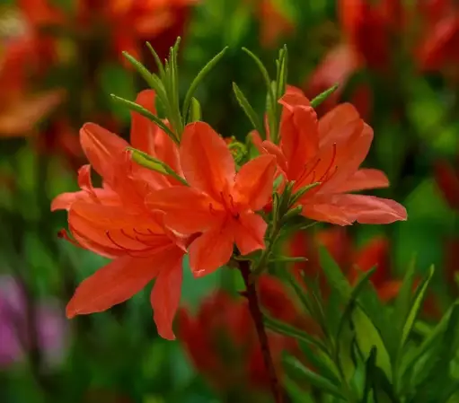 [124568] Azalea mollis Balzac 125 150 cm