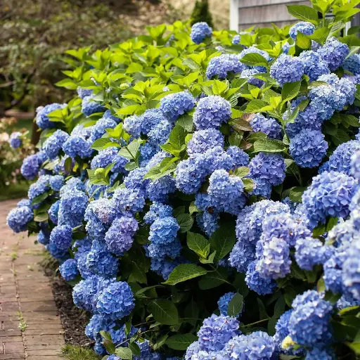 [139763] Hydrangea macrophylla Endless Summer Bloomstar Bleu XXL Pot P27 - C12L ** Hortensia **